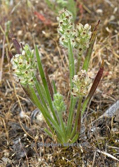 plantago erecta 1 graphic